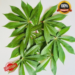 Cassava leaves, Pure Air Dried Yuca leaf , Natural Dried Cassava Leaves, Home Grown Manioc Leaves