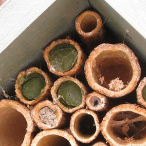 an occupied bee hotel