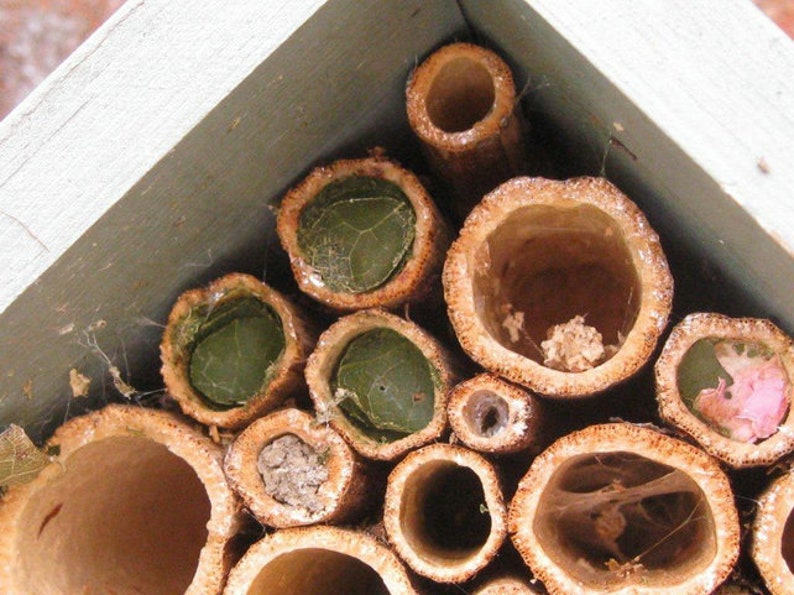 lots of little visitors in this bee hotel