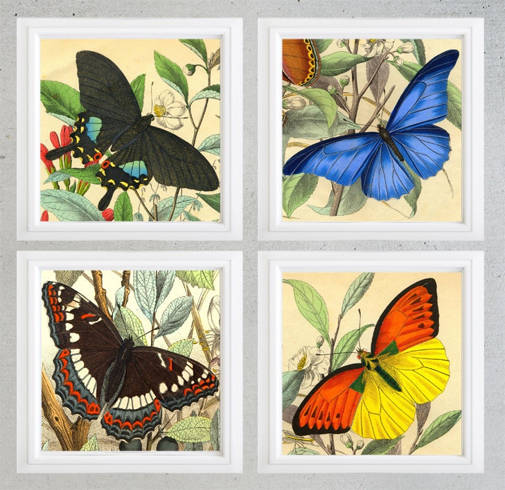 Butterflies rare wall art with Instant Download-Home Decor | Etsy