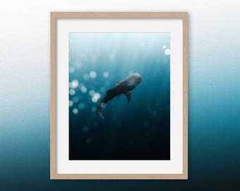 Whale Shark Print: Ningaloo Reef Underwater Fine Art