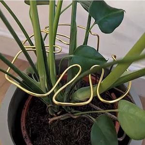 Op de afbeelding: Een goudkleurige metalen plantenondersteuning met een decoratief, lusvormig ontwerp. De steun omringt een potplant met grote groene bladeren en stelen. De pot is neutraal grijs.
