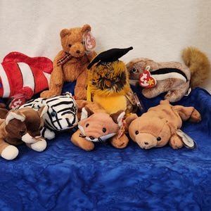 May include: A collection of plush toys, including a red and white clownfish, a brown bear, a zebra, a fox, a squirrel, and a bear wearing a graduation cap. The toys are on a blue surface.