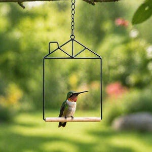 May include: A small hummingbird with red throat feathers perches on a wooden dowel inside a black metal bird feeder. The feeder is suspended from a chain and hangs in front of a blurred green background of trees and foliage.
