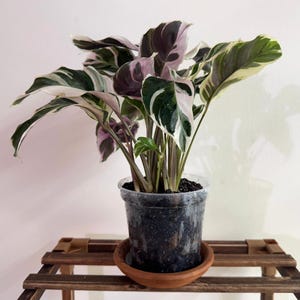 4 inch Calathea White Fusion | Seltene Calatheen | Tropische Zimmerpflanze