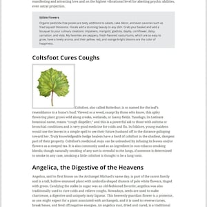 May include: Coltsfoot, also known as Butterbur, is a flowering plant with spiky leaves that resemble a horse's hoof. It is used to treat coughs and asthma. The plant is shown growing wild along a creek.