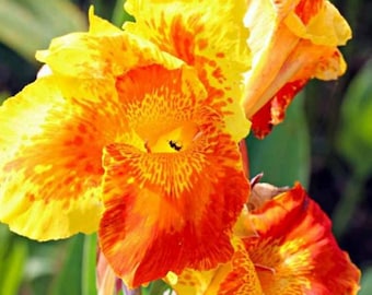 Bulbos altos de lirio de canna con flores vibrantes de color amarillo y naranja, plantas perennes de fácil cultivo para paisajismo y jardín.