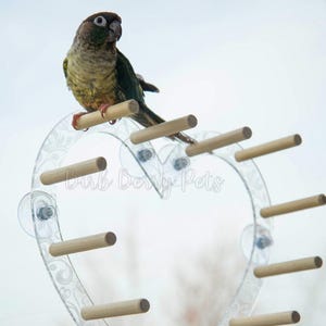 May include: A green and brown parakeet perched on a clear plastic heart-shaped bird play stand with wooden dowels. The stand is attached to a window with suction cups. The text "Bird Berry Pets" is visible on the stand.