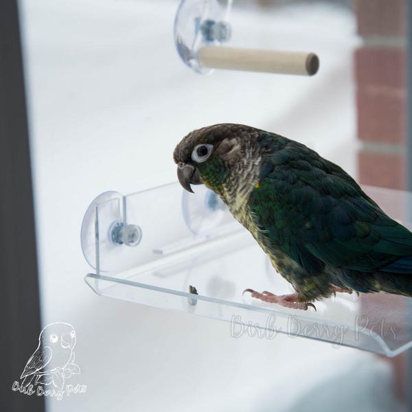 Acrylic Bird Poop Tray: Suction Cup Window Mount for Parrots. 3 Sizes Available
