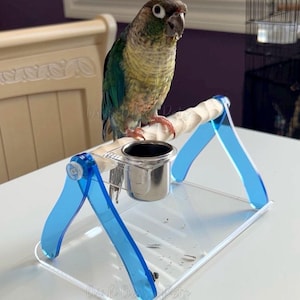 May include: A green cheek conure parrot perched on a clear acrylic bird stand with blue accents. The stand has a stainless steel cup and a wooden perch. The bird is facing the camera. The stand is designed for small birds.