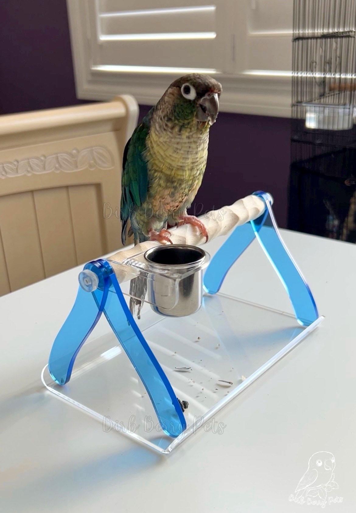 Do Pet Birds Poop in the House: Surprising Facts You Must Know