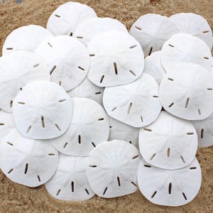 Sand Dollars 3" to 3.5" - 100% Natural Florida Sand Dollars - Arts and Crafts - Wedding Favors - Real Sand Dollar - Bulk Sand Dollars