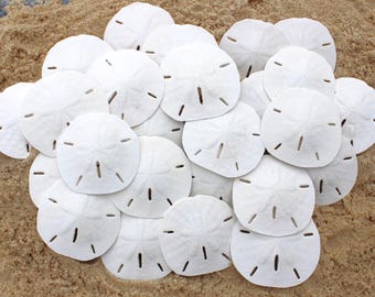 Sand Dollars from California Coast
