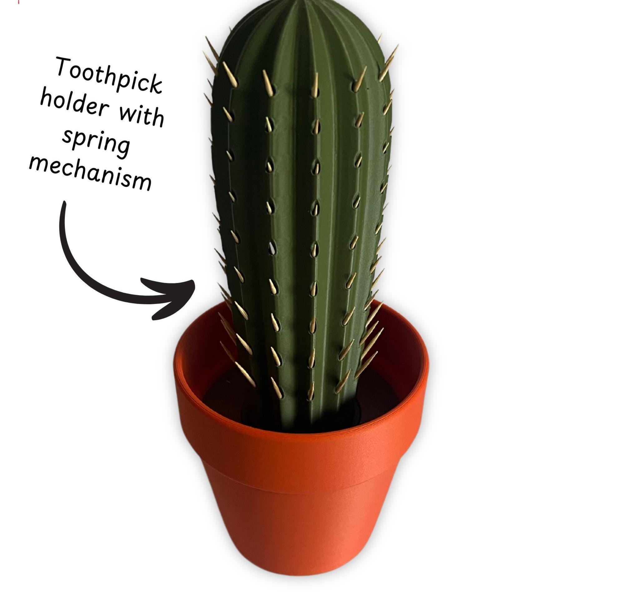 cactus variegata Gymnocalycium Variegata Cactus: A Collector's Rare Jewel – Jardineries  Botanix main image 1