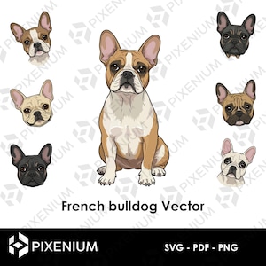 Bulldog Français Vector – 1 Illustration Complète + 6 Têtes dans Différentes Poses – SVG, PNG, PDF