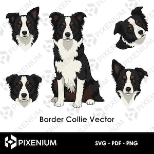 Border Collie SVG PDF PNG – Pack de 4 Vecteurs pour Art et Design Numérique