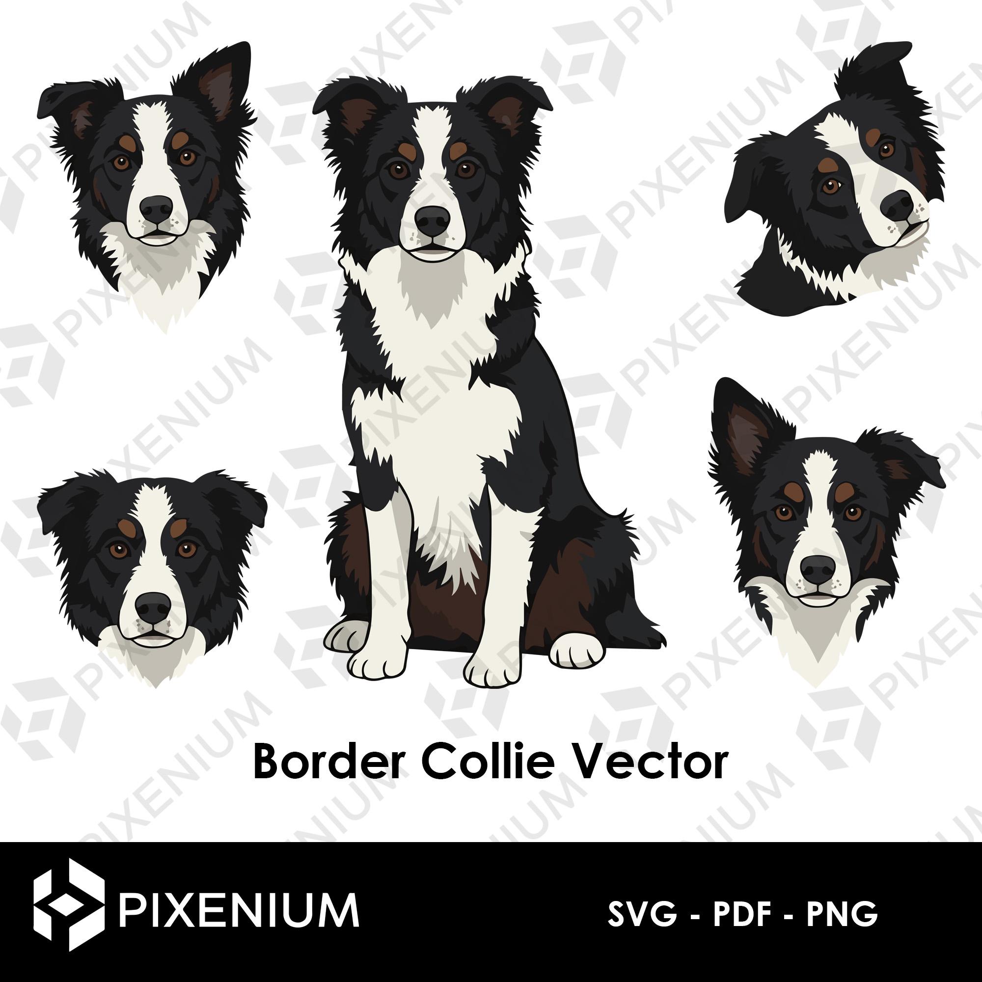 Border Collie SVG PDF PNG – Pack of 4 Vectors for Digital Art and Design