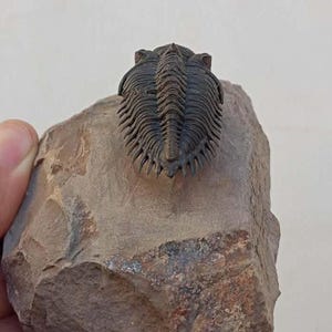 Flying Metacanthina Trilobite Fossil – Authentic Devonian Trilobite – Rare Spiny Fossil from Morocco