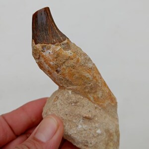 May include: A fossilized tooth specimen featuring a dark brown, smooth, and curved enamel crown attached to a rough, light tan, and textured sedimentary rock matrix. The fossil displays a distinct contrast between the polished dark tip and the base.