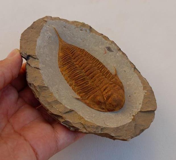 驚異の三葉虫化石 – 本物のデボン紀標本 – 本物の先史時代の節足動物