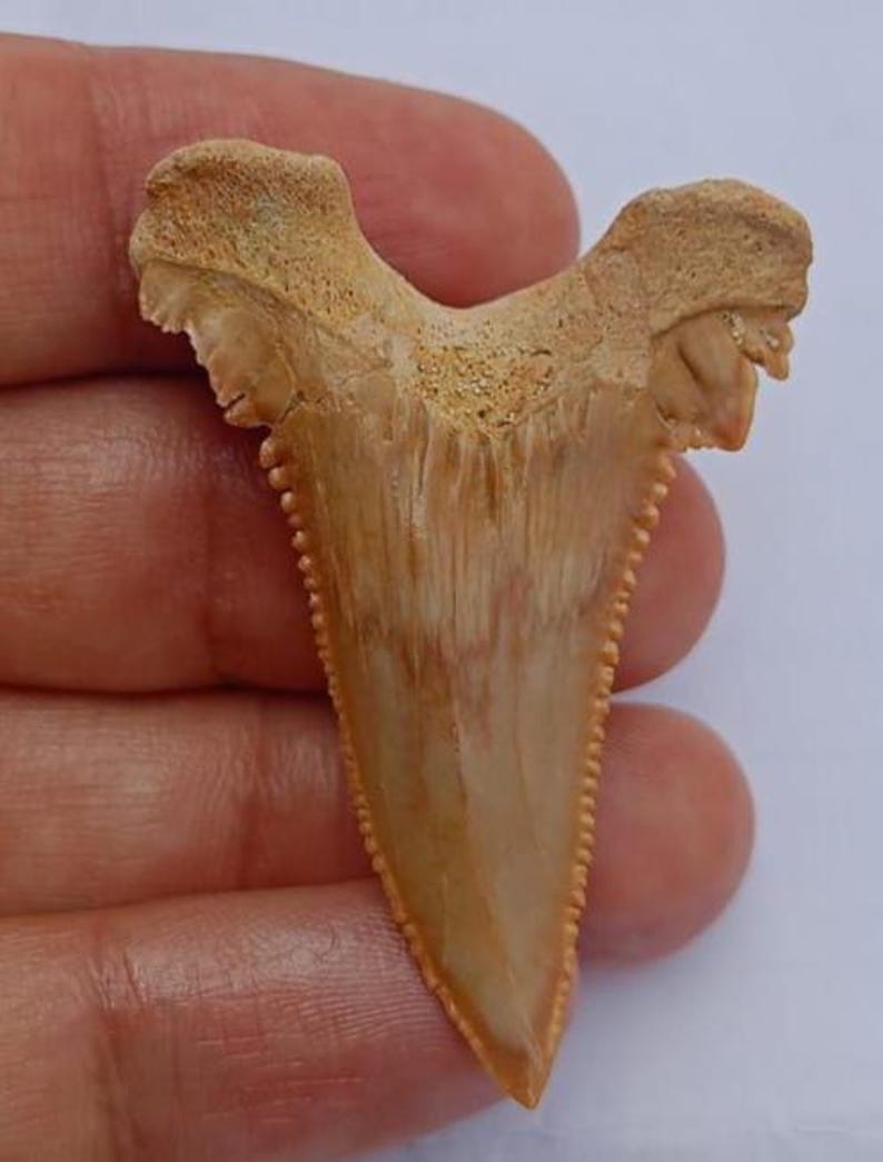 Huge Palaeocarcharodon Shark Tooth Fossil – Rare Paleocene Era Fossil ...