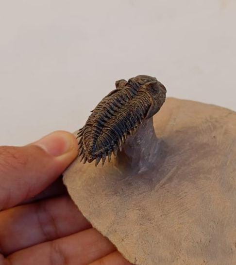 フライングメタカンティナ三葉虫化石 – モロッコ産デボン紀の本物の