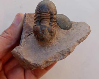 巨大！5億3000万年前のアンダルシアナ三葉虫化石！モロッコ・アニフ産
