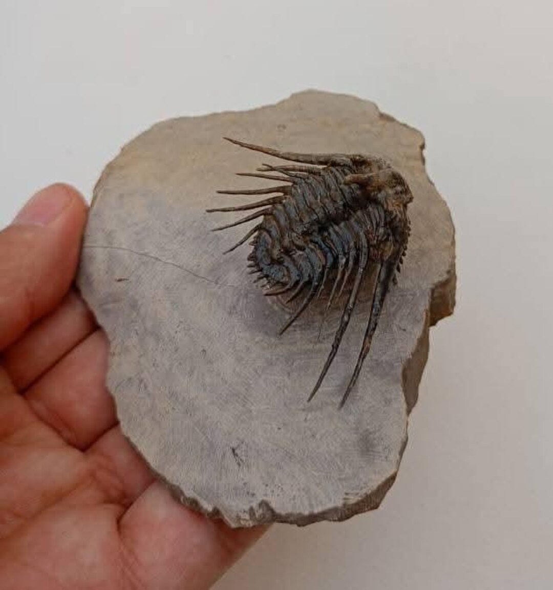 Leonaspis Trilobite Fossil – Authentic Devonian Era Marine Fossil From ...