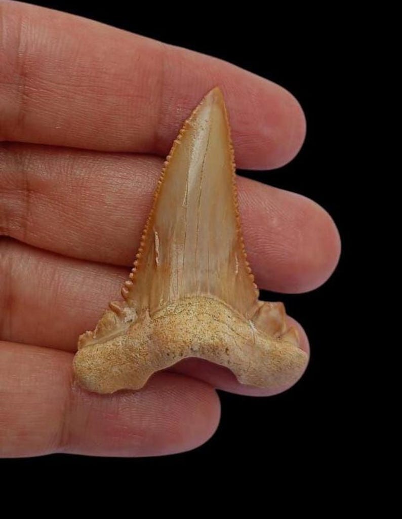 Huge Palaeocarcharodon Shark Tooth Fossil – Rare Paleocene Era Fossil ...