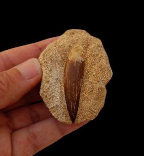 プレシオサウルスの歯の化石 – 先史時代の海の驚くべき遺物 - Etsy 日本