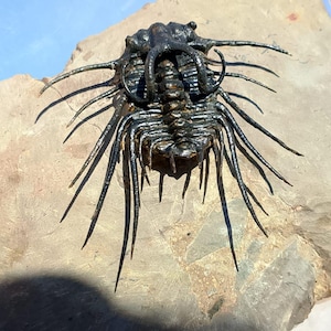 Flying Dicranurus Trilobite Fossil - Super Quality All Natural Devonian Specimen - Morocco - Museum Grade Spiny Trilobite