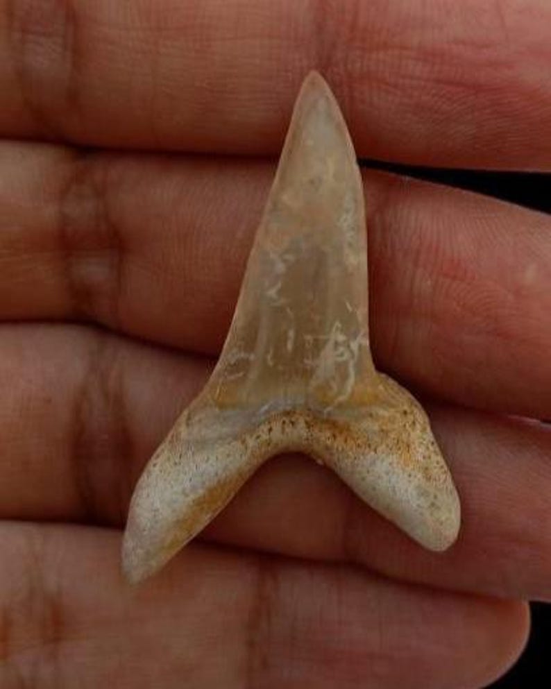 Isurus Praecursor – Huge Extinct Mako Fossilized Shark Tooth - Etsy
