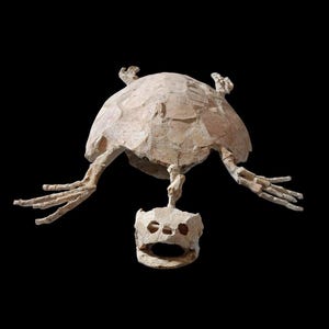 Bellissimo cranio fossile di rettile marino con guscio