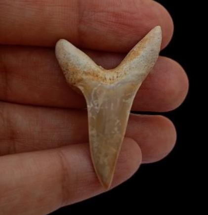 Isurus Praecursor – Huge Extinct Mako Fossilized Shark Tooth - Etsy