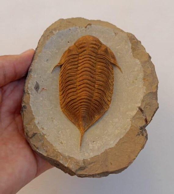 驚異の三葉虫化石 – 本物のデボン紀標本 – 本物の先史時代の節足動物