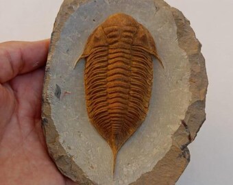 巨大！5億3000万年前のアンダルシアナ三葉虫化石！モロッコ・アニフ産