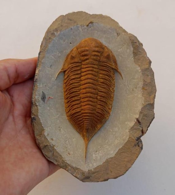 驚異の三葉虫化石 – 本物のデボン紀標本 – 本物の先史時代の節足動物