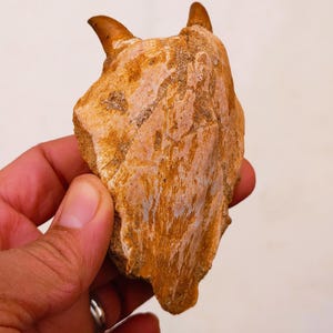 モササウルス恐竜の頭蓋骨レプリカ、化石恐竜の頭蓋骨 - Etsy 日本