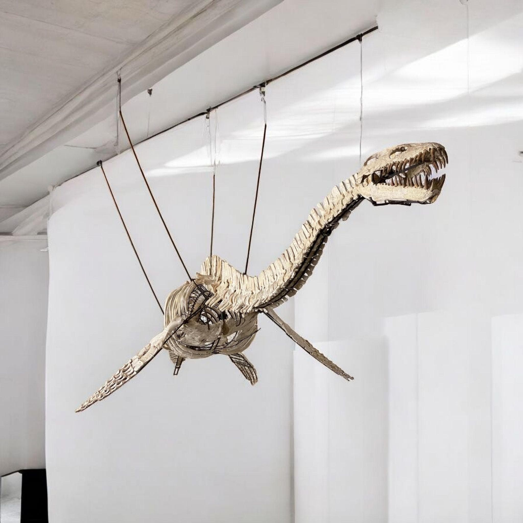 Keichousaurus - Etsy 日本