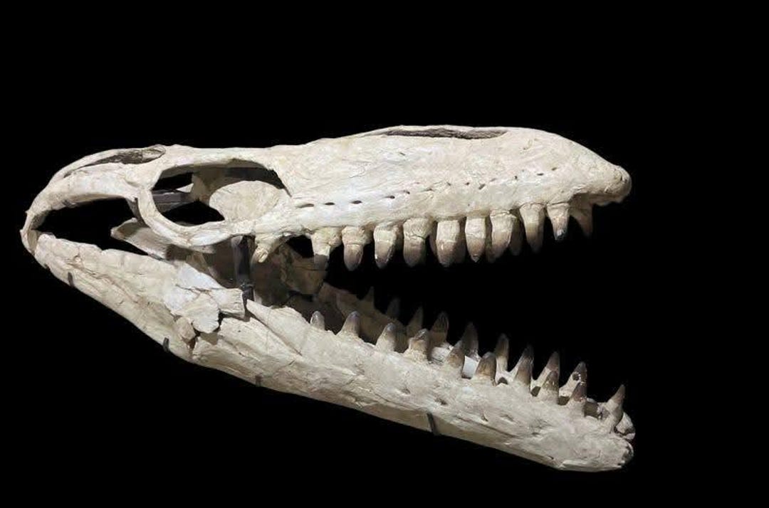 Prognathodon Giant Prognathodon Mosasaur Skull – 59