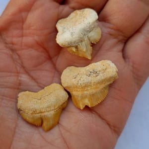 May include: Three fossilized shark teeth in varying sizes, displayed in a hand. The teeth are beige and tan, with visible serrated edges and root structures. The teeth have a weathered appearance.