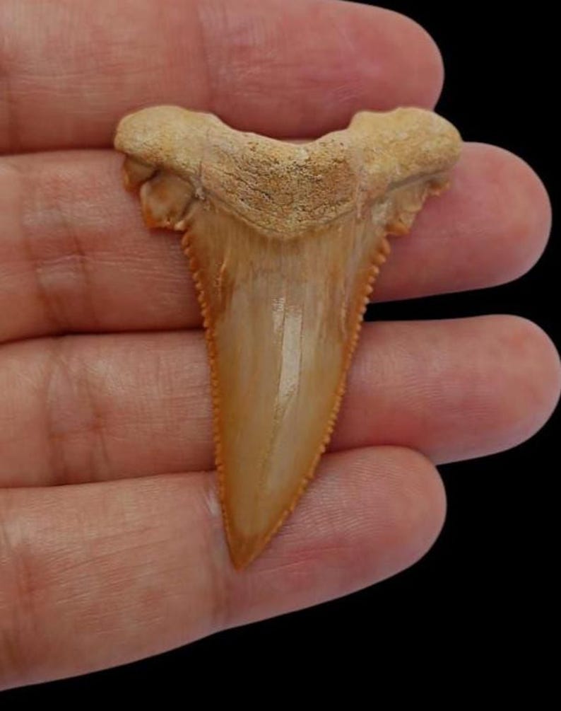 Huge Palaeocarcharodon Shark Tooth Fossil – Rare Paleocene Era Fossil ...