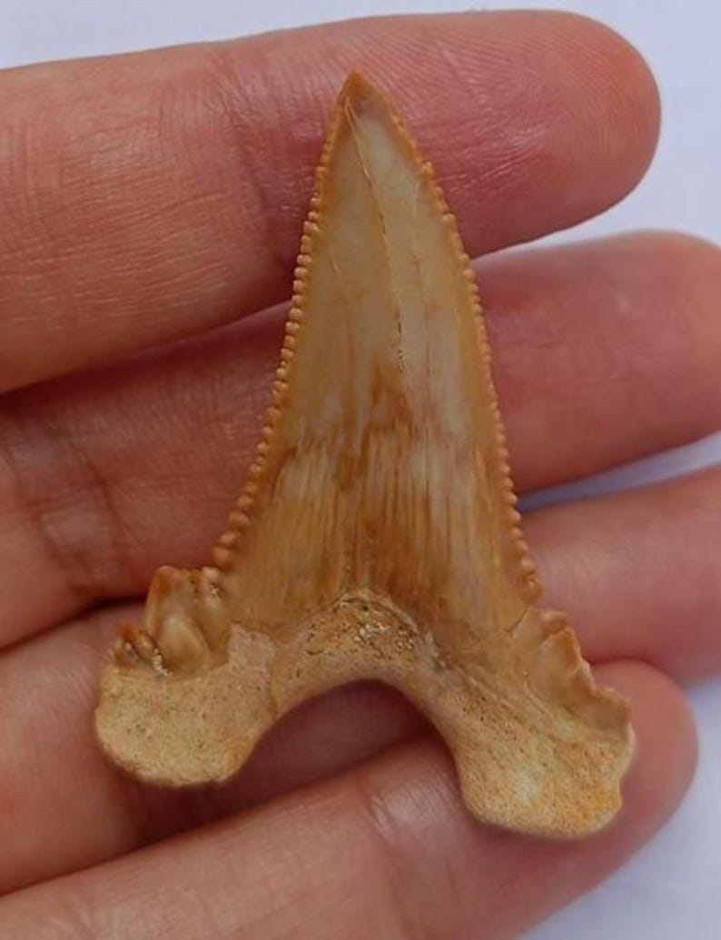 Huge Palaeocarcharodon Shark Tooth Fossil – Rare Paleocene Era Fossil ...