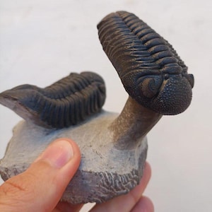 May include: A dark brown fossilized trilobite specimen featuring a segmented body and a prominent, textured head section, embedded within a light gray, rough-hewn stone matrix that provides a stable base for the preserved prehistoric creature.