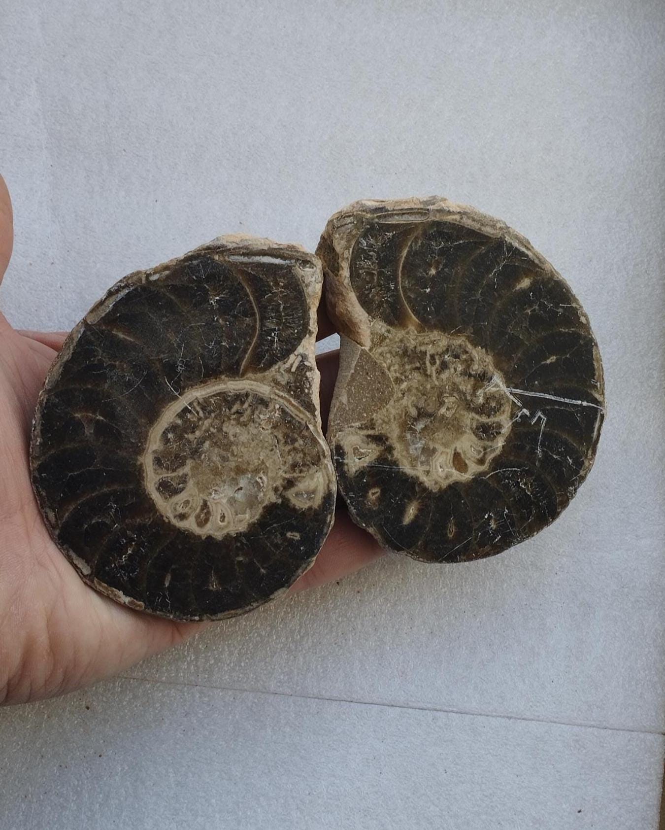 SCIENCE 化石標本Ammonite モロッコのアンモナイト（マンマイテス