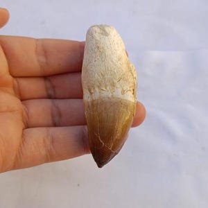 May include: A fossilized tooth featuring a textured, off-white crown that transitions into a smooth, tapered, brown root. The specimen displays a distinct horizontal line separating the two color zones, with visible surface cracks and a pointed tip.