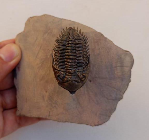 フライングメタカンティナ三葉虫化石 – モロッコ産デボン紀の本物の