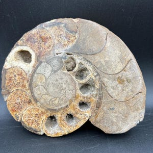 Large Polished Ammonite Fossil Half – 6” Wide, 2.48 lb – Jurassic Era Fossil from Madagascar – Natural History Decor or Collector Piece