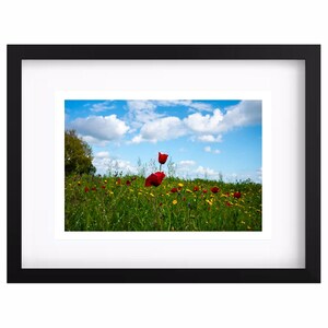 Stampa Fotografica Fine Art con Cornice - Campo di Papaveri sotto il Cielo Azzurro