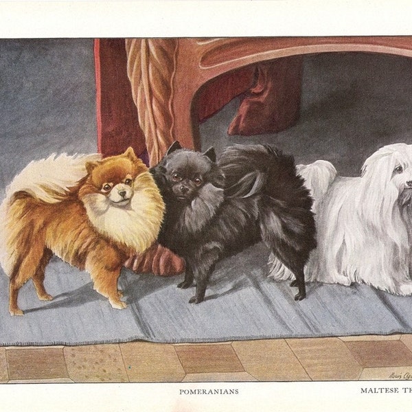 1919 vintage dog print POMERANIAN & MALTESE TERRIER antique art lithograph